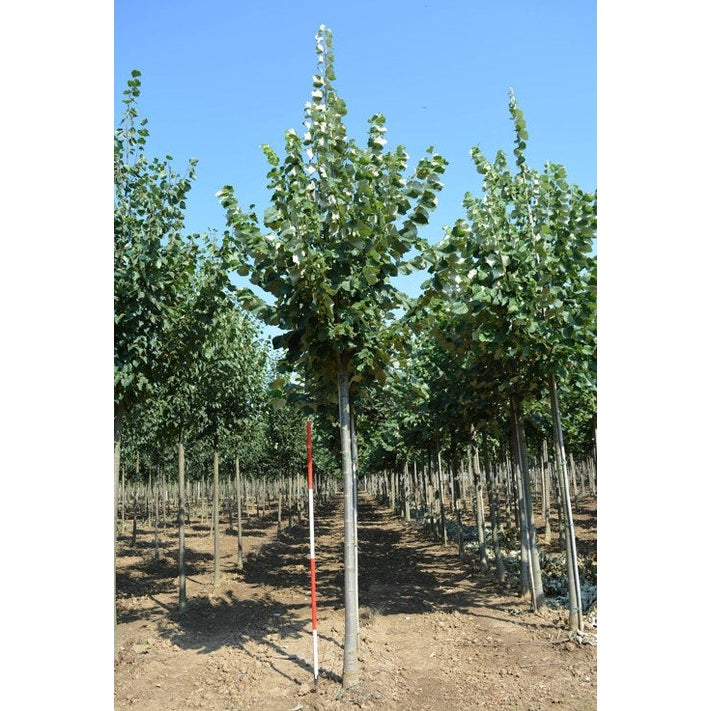 Silverlind - Tilia tomentosa 'Brabant' - Stammens omkrets 20-25 cm, höjd 4-4,5 meter, HS,